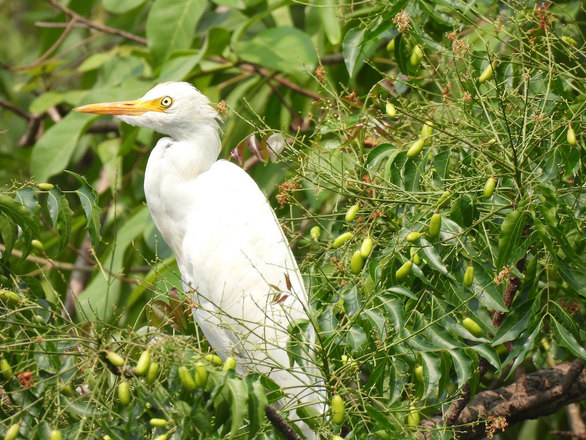 Medium Egret - ML637576901