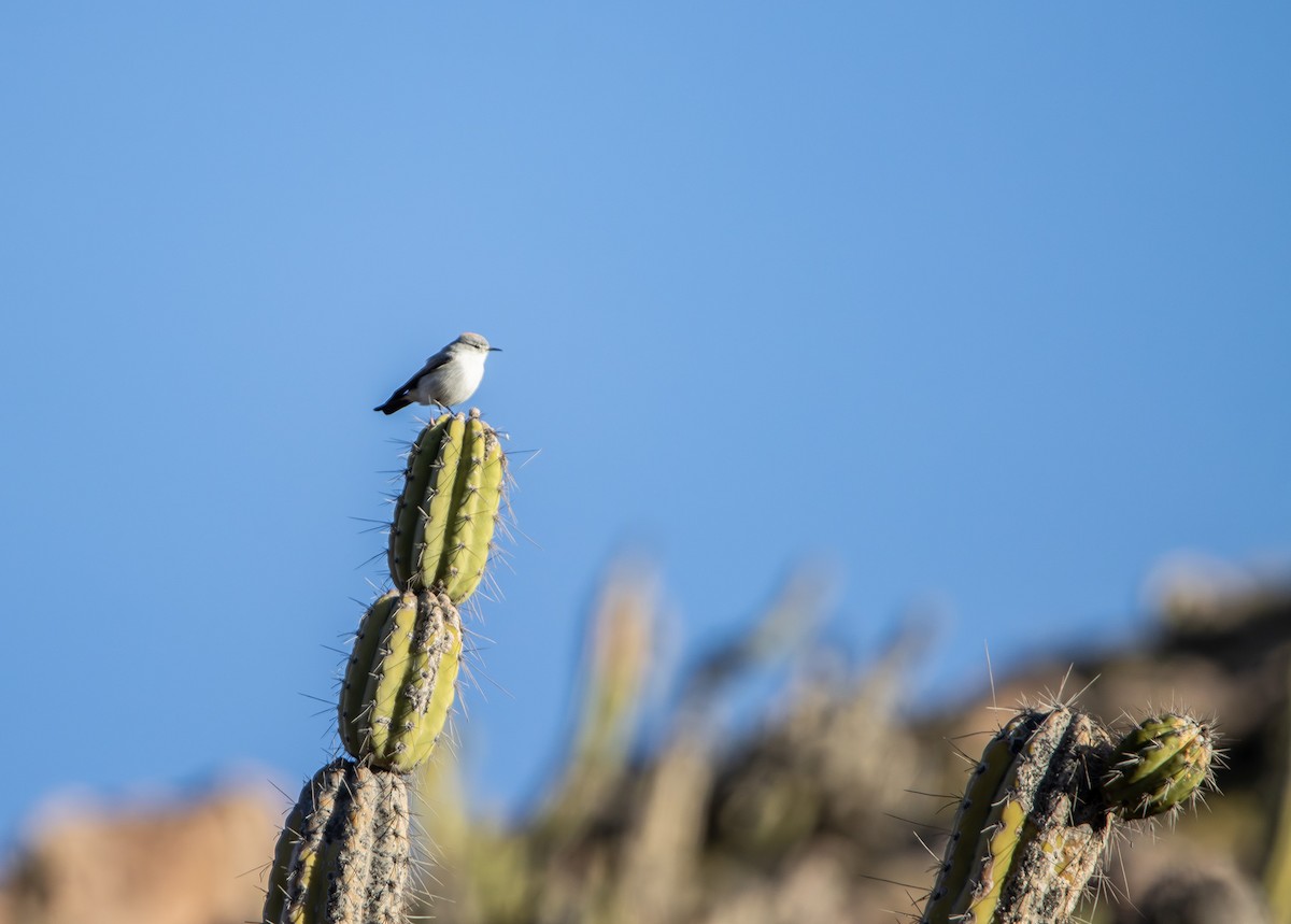 Rufous-naped Ground-Tyrant - ML637576946