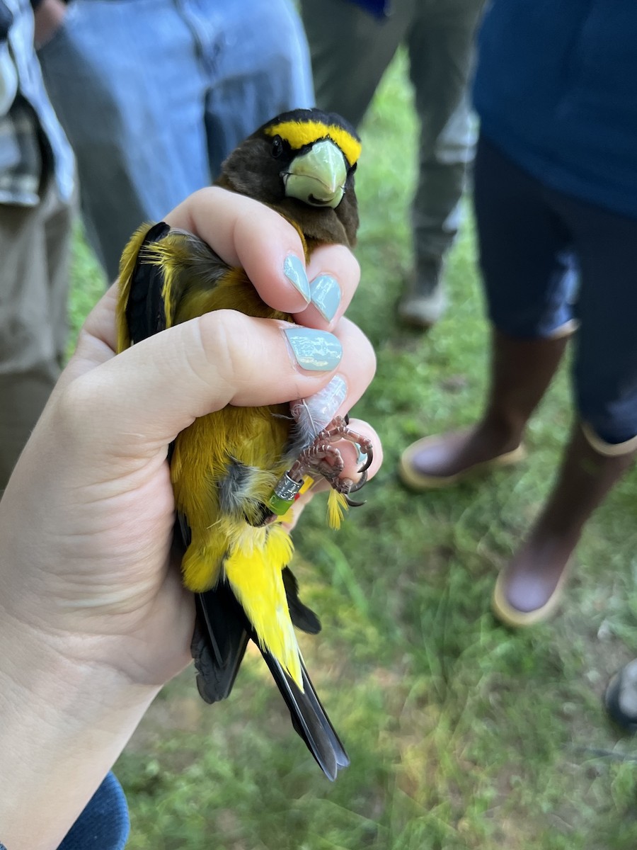 Evening Grosbeak - ML637576976