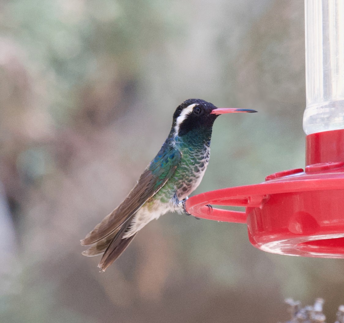 White-eared Hummingbird - ML637576982