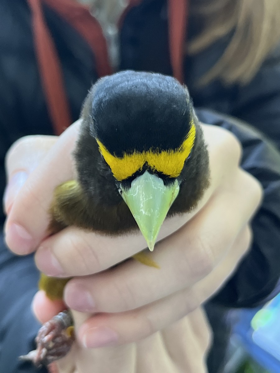 Evening Grosbeak - ML637576985