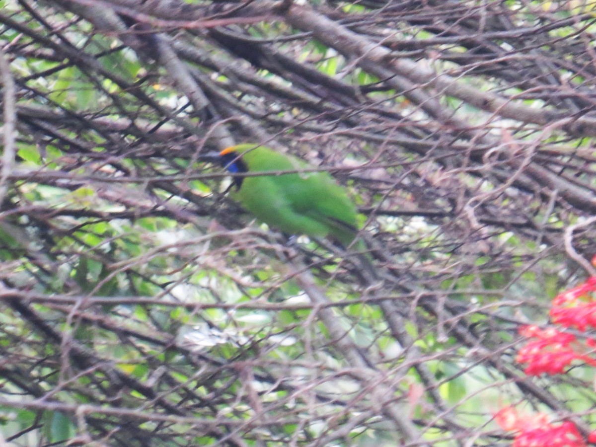 Golden-fronted Leafbird - ML637576996
