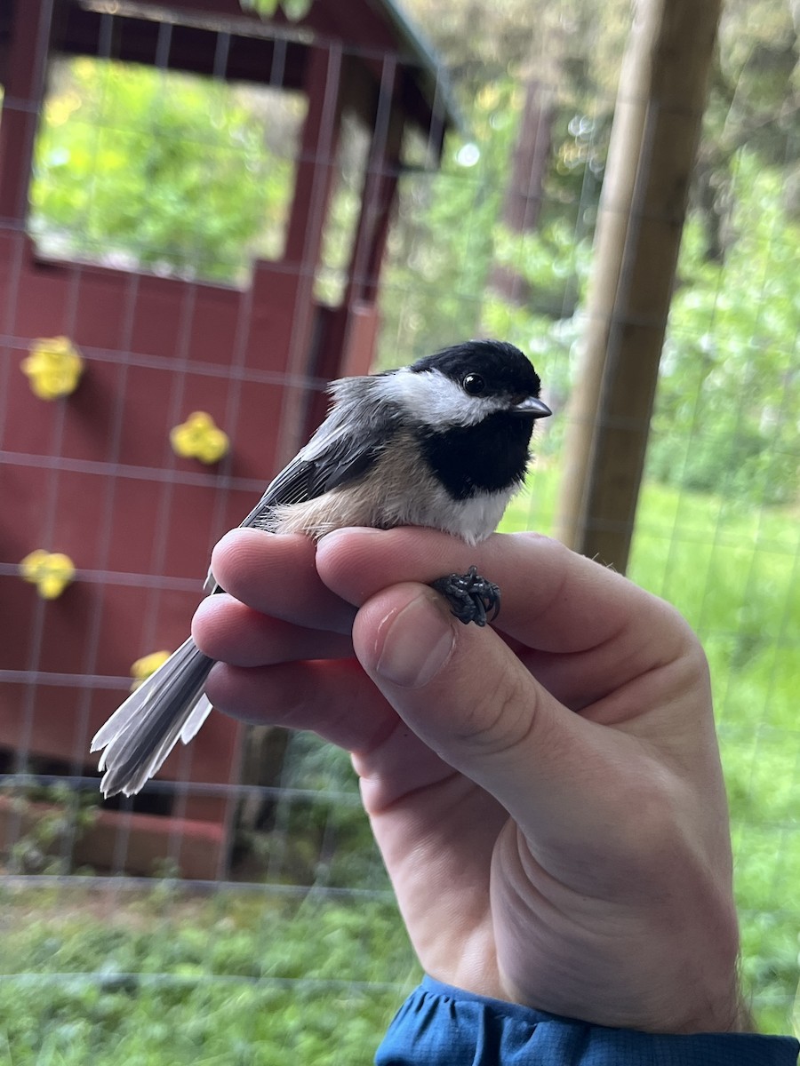 Black-capped Chickadee - ML637577015