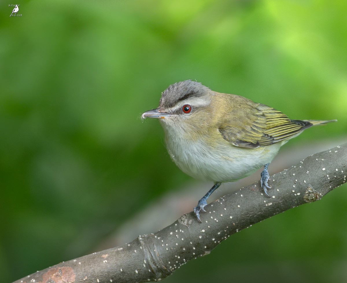 Red-eyed Vireo - ML637577061