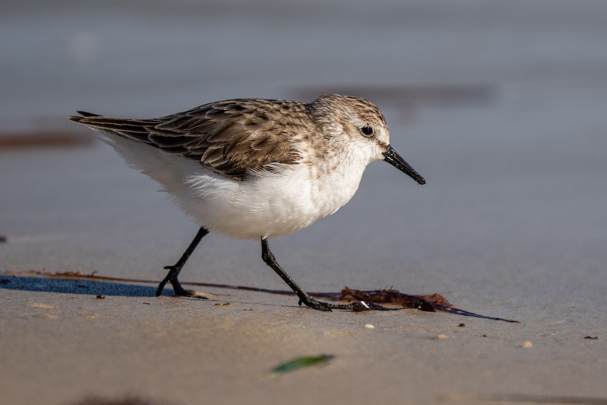 Red-necked Stint - ML637577069