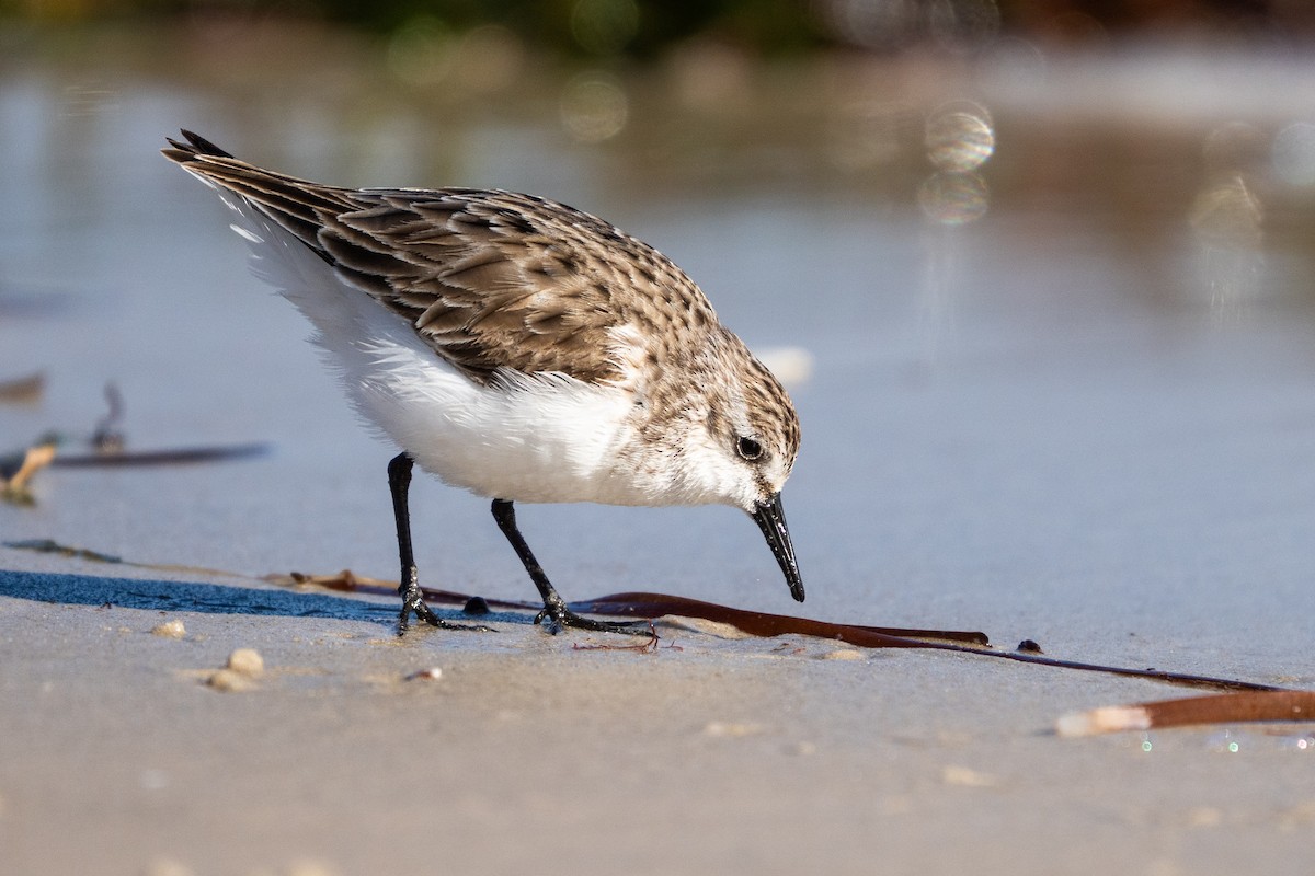 Red-necked Stint - ML637577072