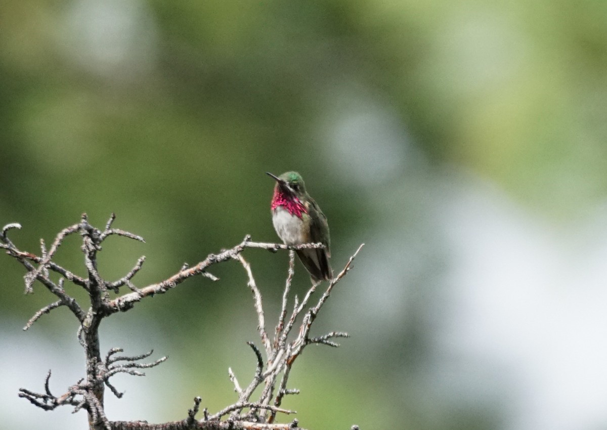 Calliope Hummingbird - ML637577095