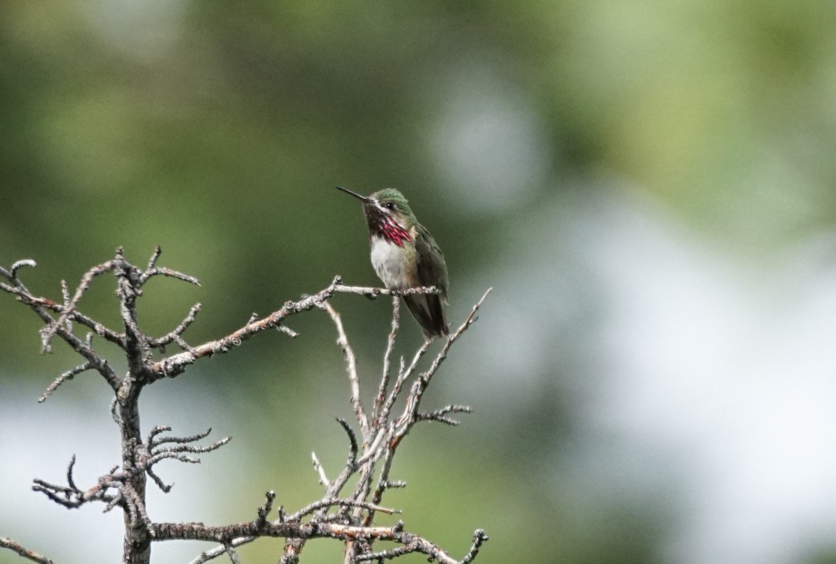 Calliope Hummingbird - ML637577096