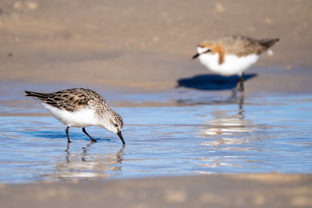 Red-necked Stint - ML637577101
