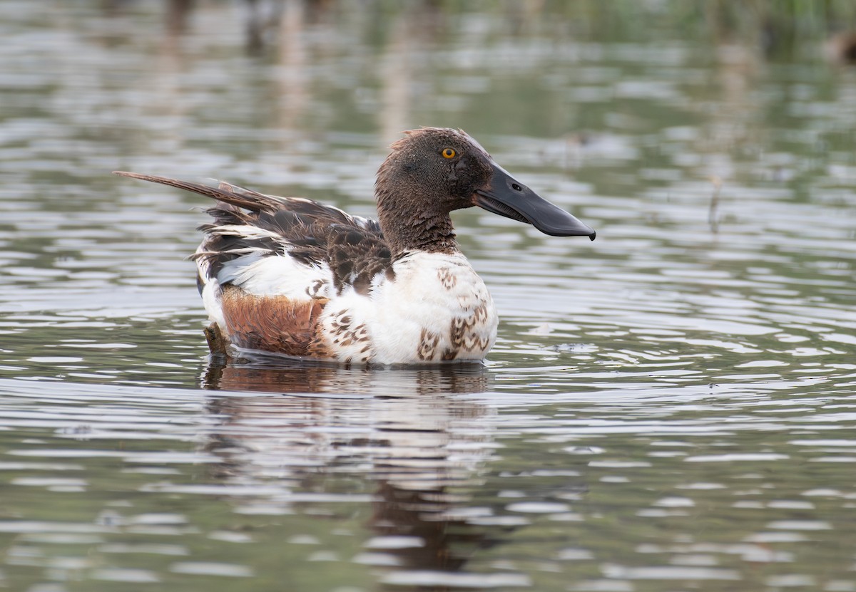 Northern Shoveler - ML637577148