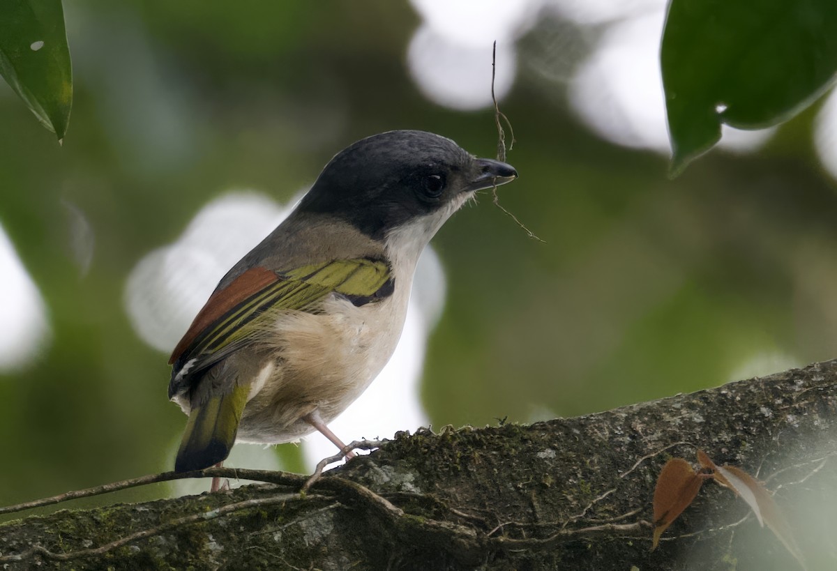 White-browed Shrike-Babbler (Chestnut-winged) - ML637577153