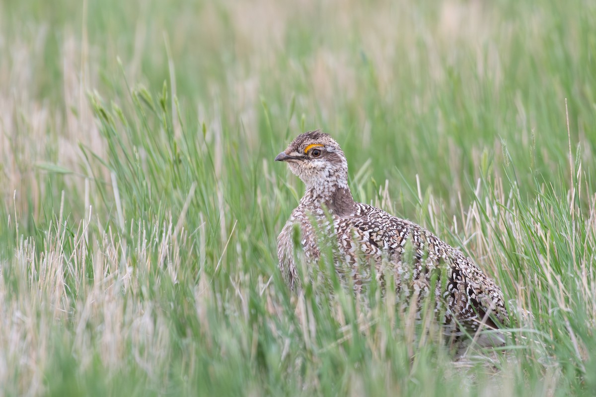 Sharp-tailed Grouse - ML637577159