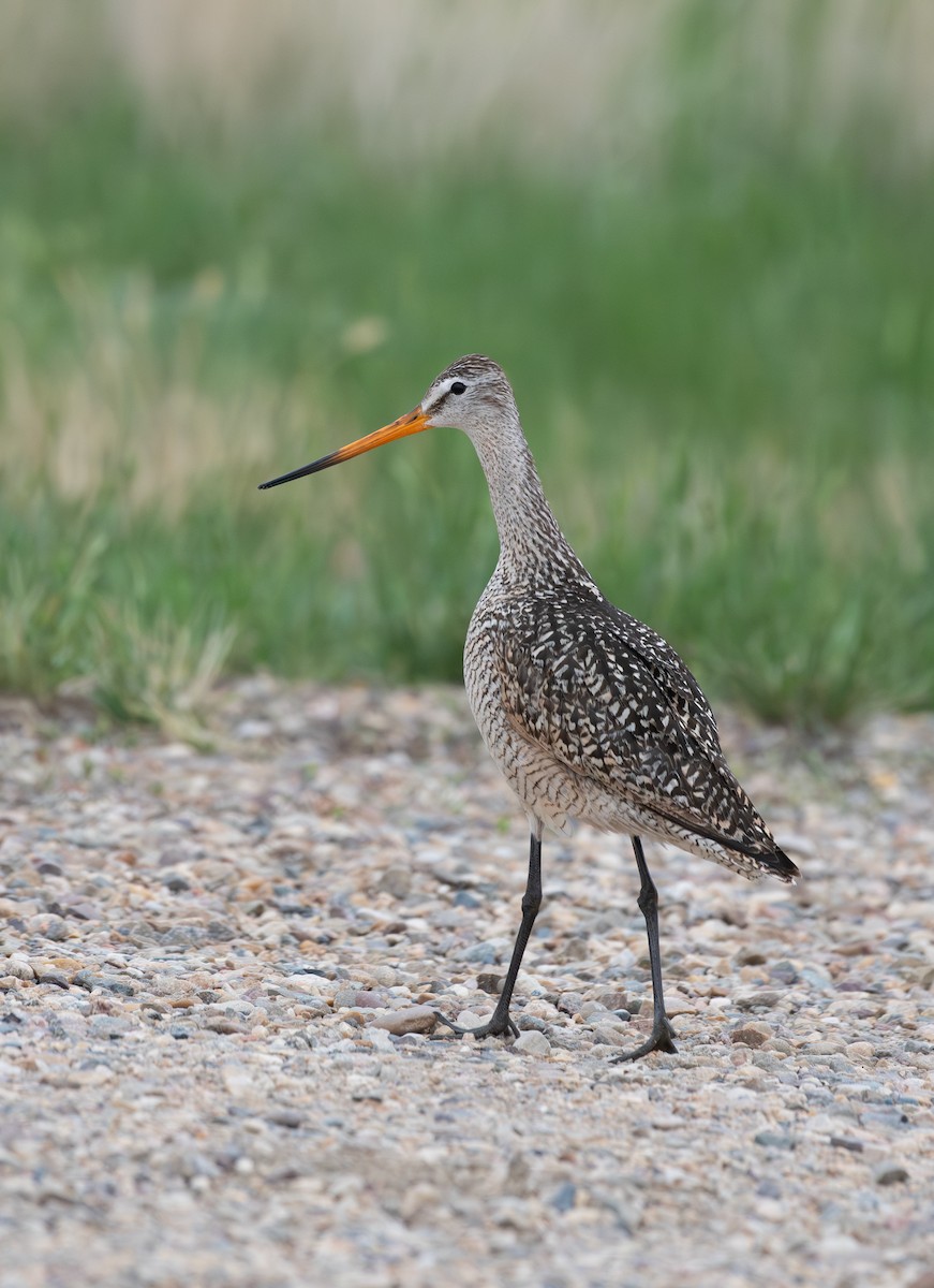 Marbled Godwit - ML637577172