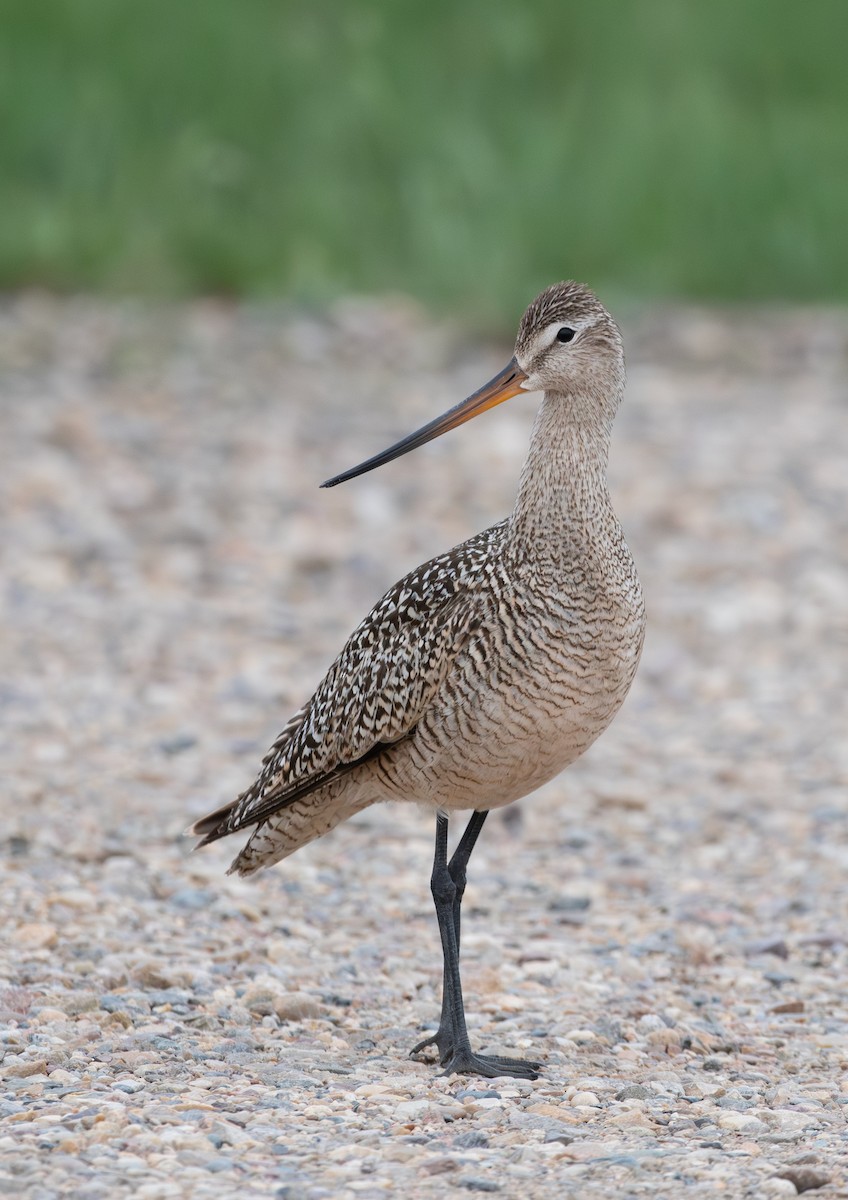Marbled Godwit - ML637577173
