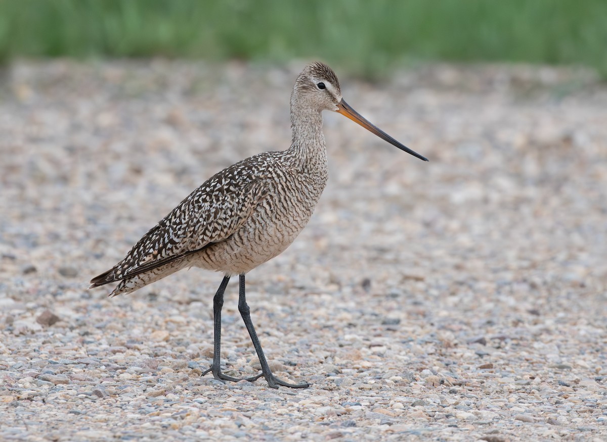 Marbled Godwit - ML637577174