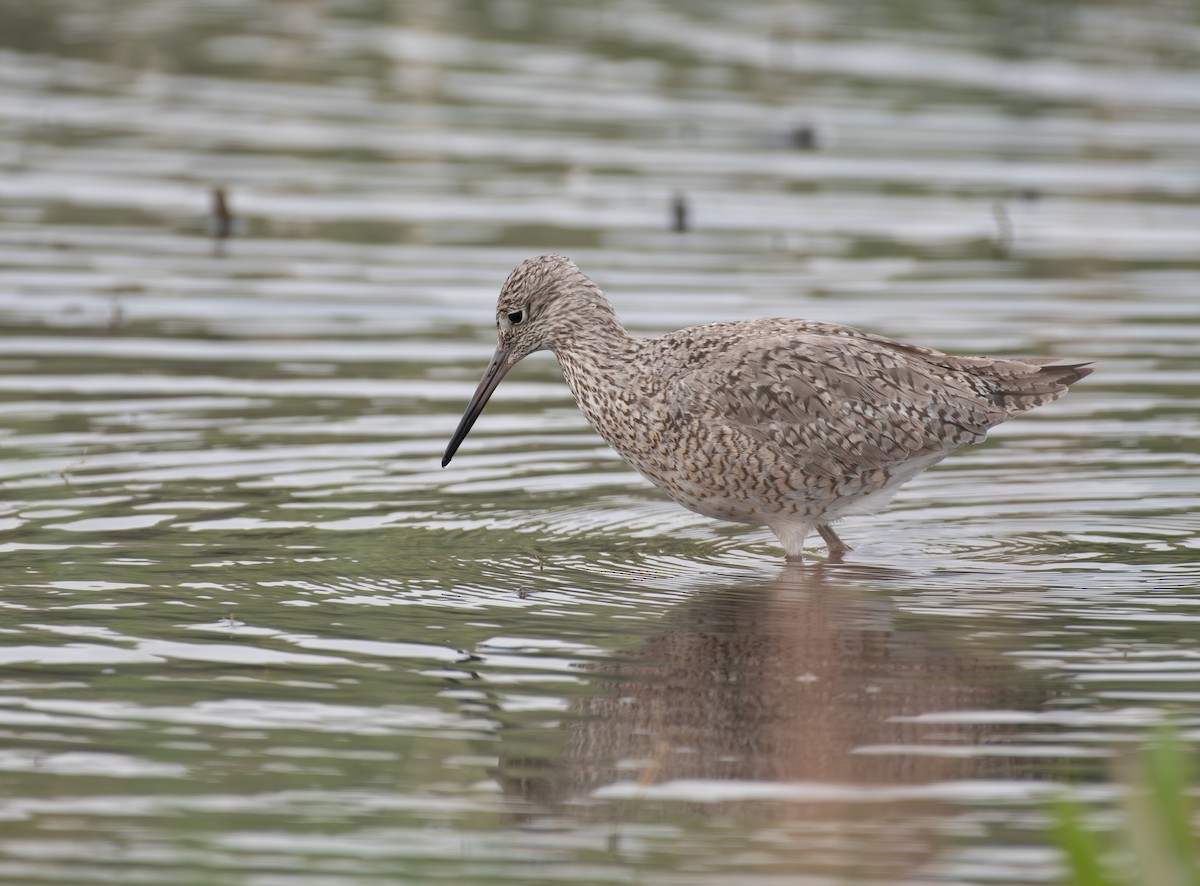 Willet - ML637577179