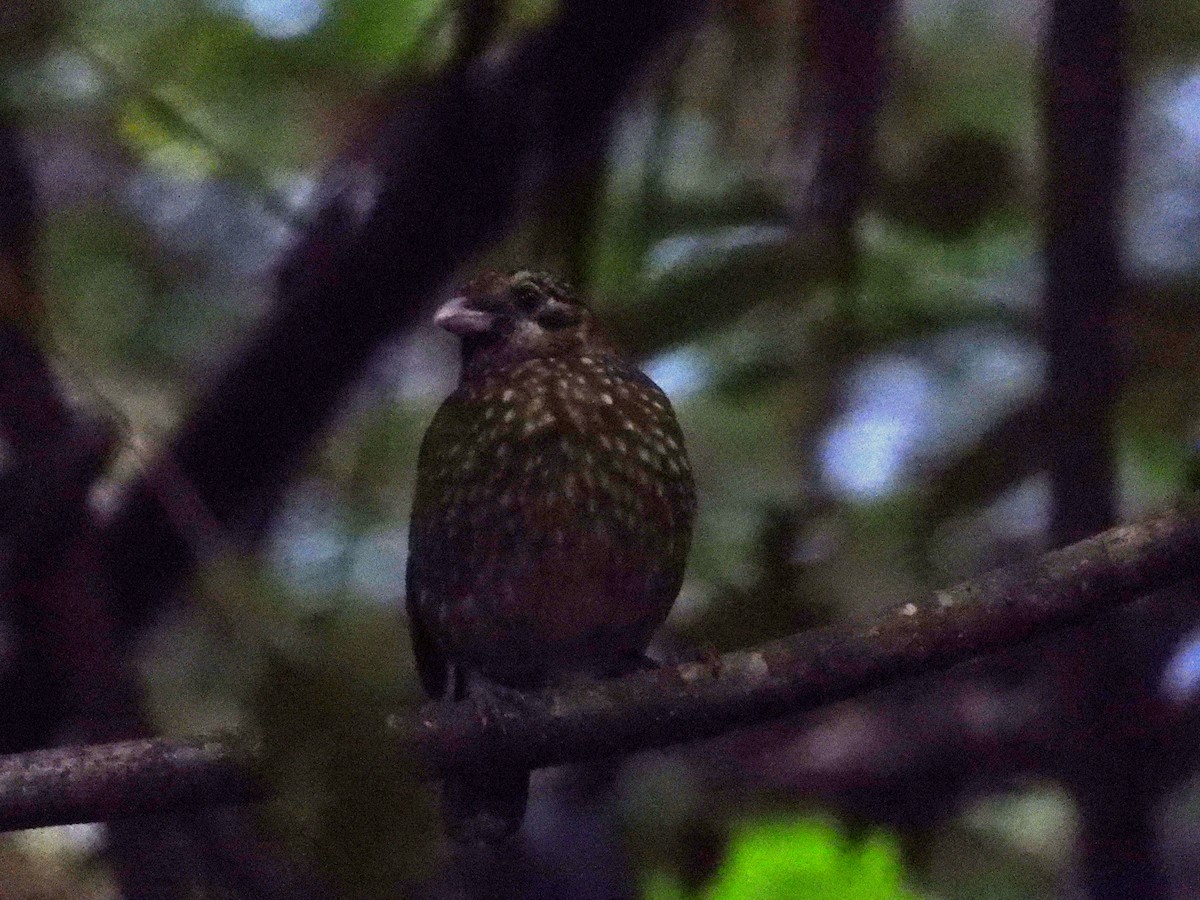 Spotted Catbird - ML637577183
