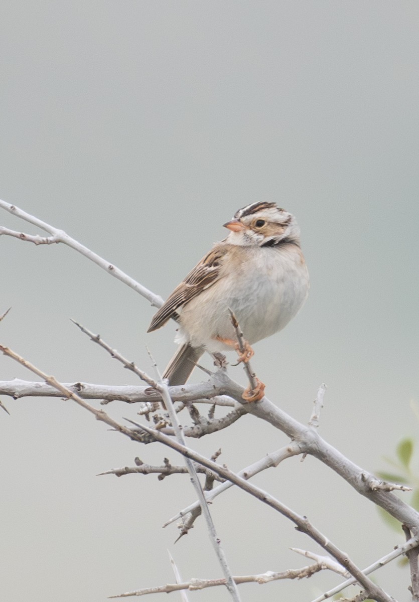 Clay-colored Sparrow - ML637577207