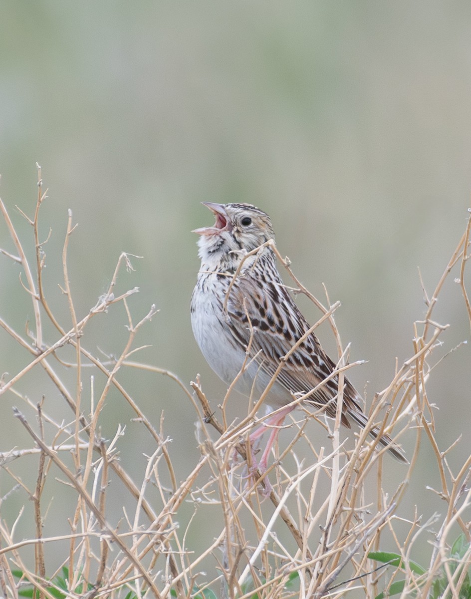 Baird's Sparrow - ML637577213