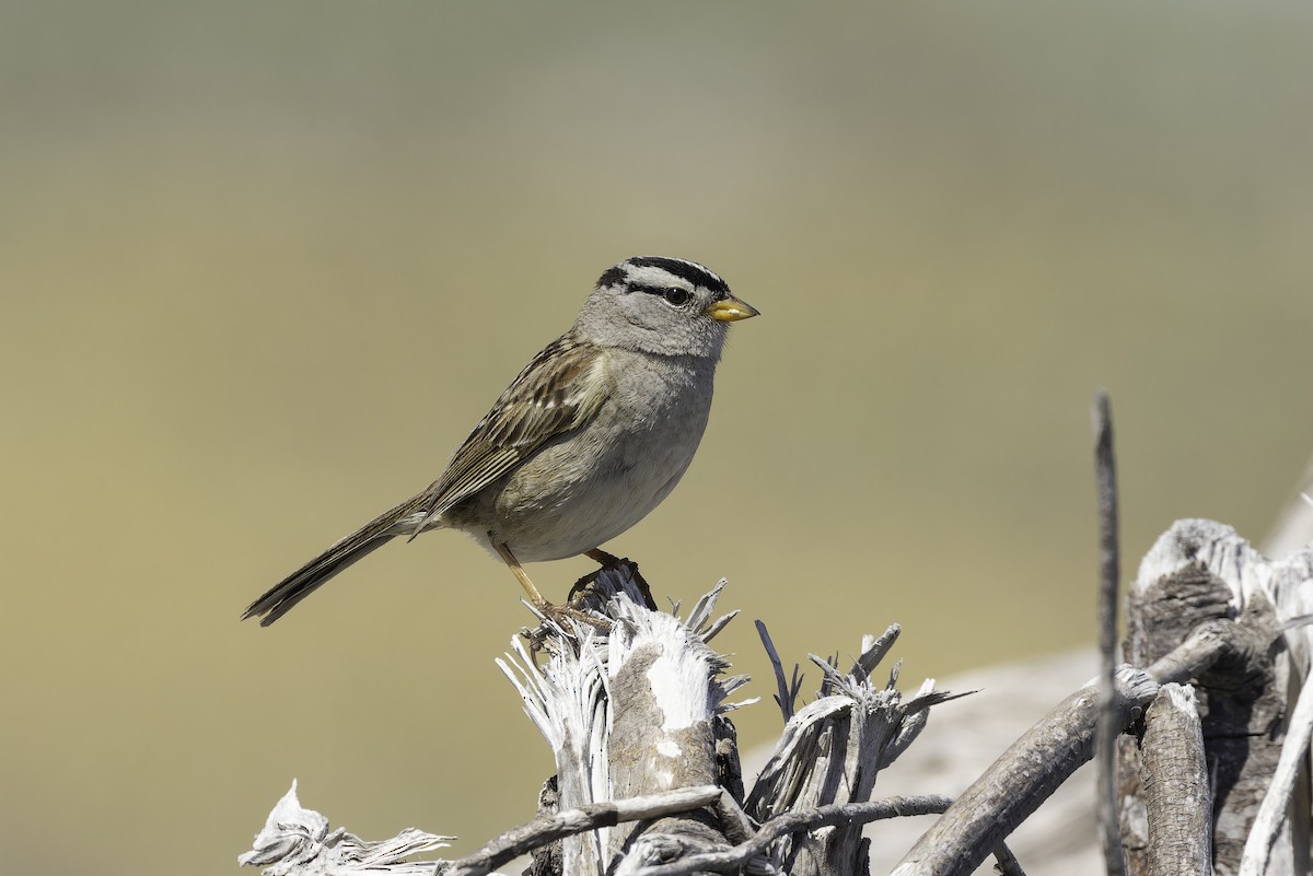 White-crowned Sparrow (pugetensis) - ML637577226