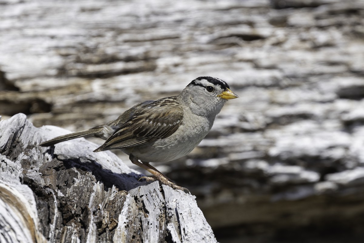White-crowned Sparrow (pugetensis) - ML637577227