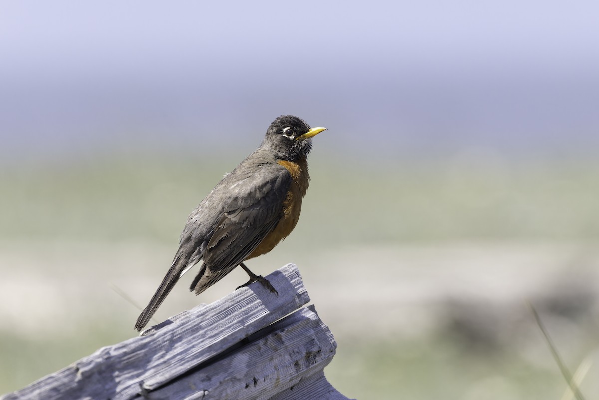 American Robin - ML637577229