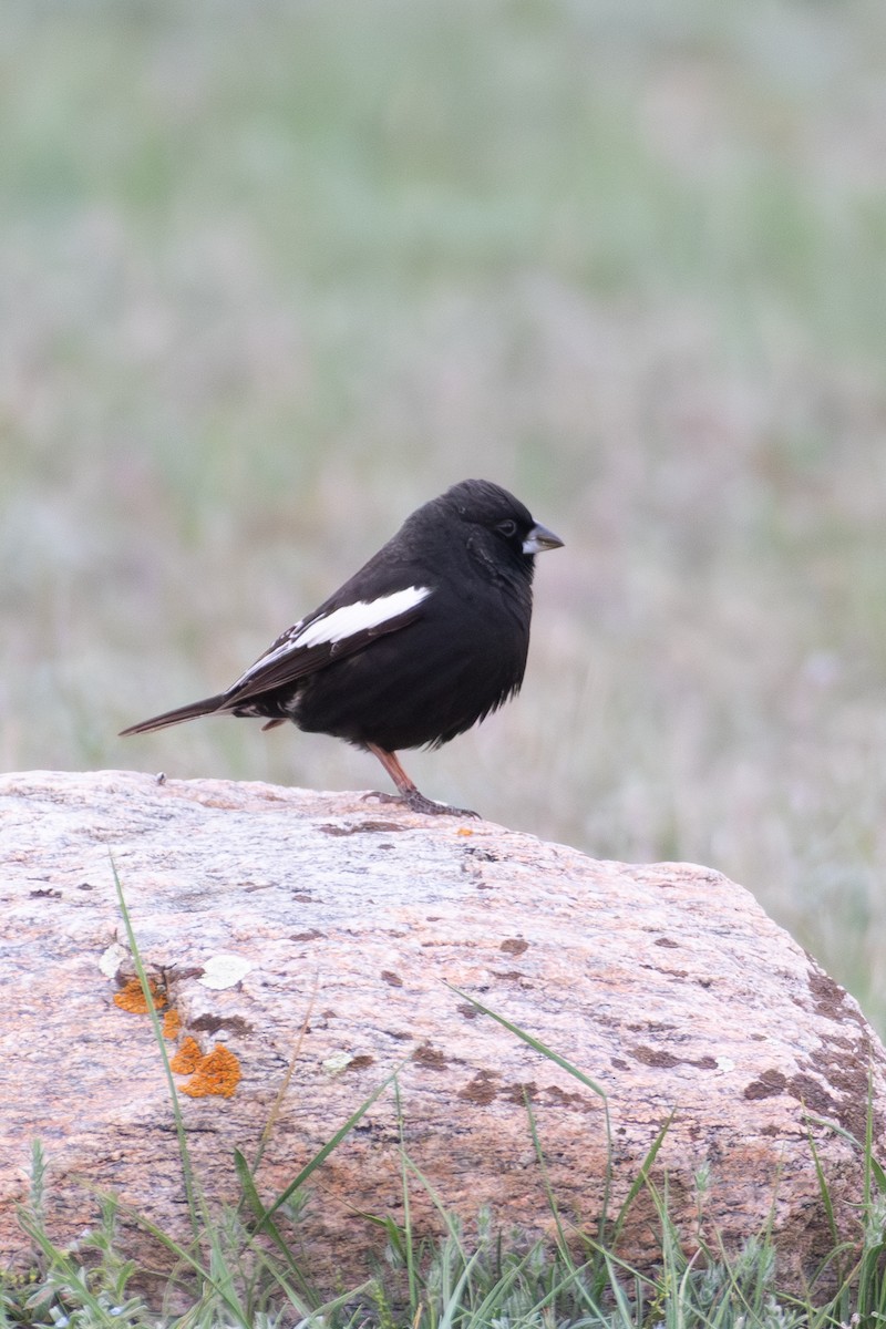 Lark Bunting - ML637577252