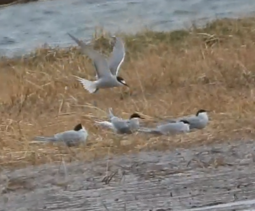 Arctic Tern - ML637577304