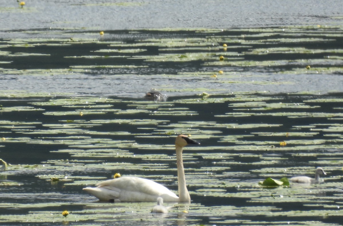 Trumpeter Swan - ML637577324