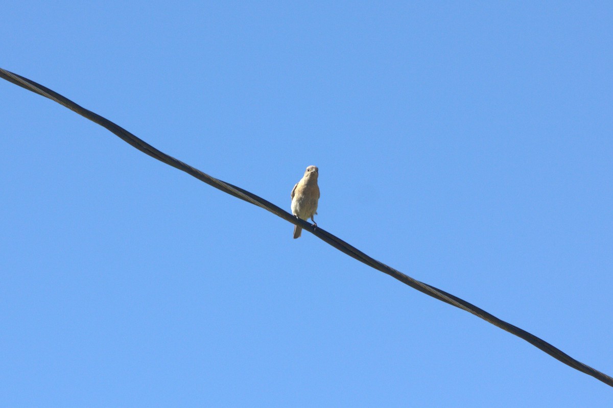 Western Bluebird - ML637577329