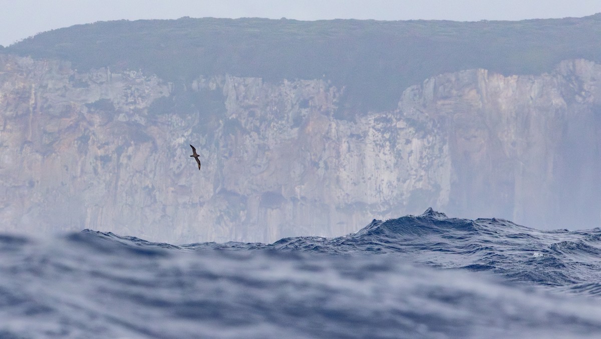 Parkinson's Petrel - ML637577366