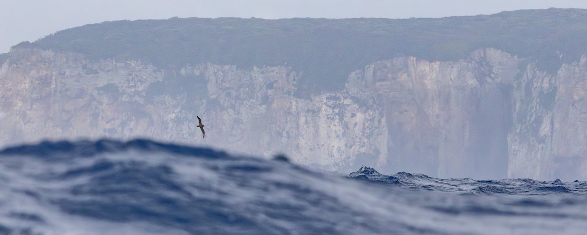 Parkinson's Petrel - ML637577367