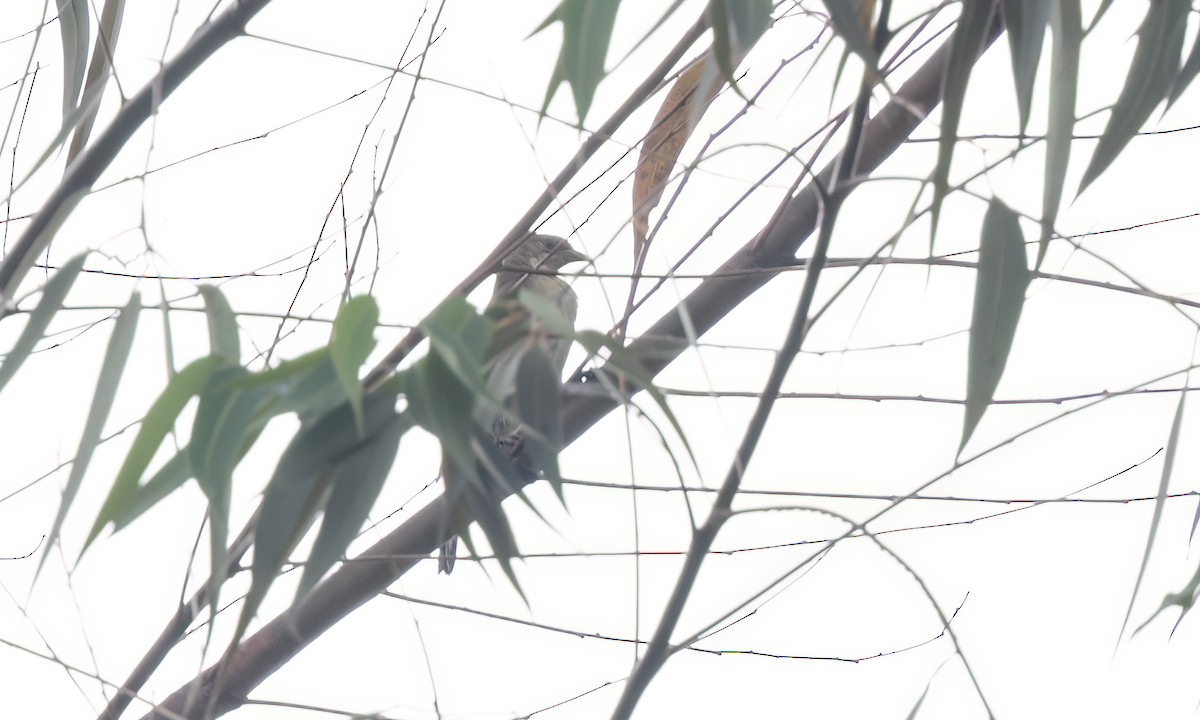 Greater Honeyguide - ML637577368