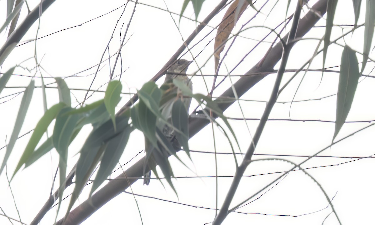 Greater Honeyguide - ML637577370