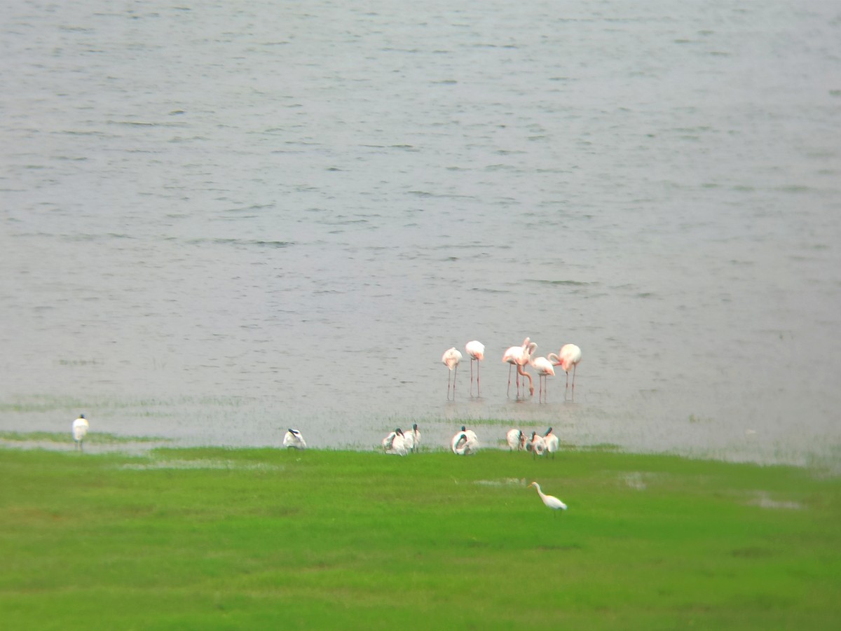 Greater Flamingo - ML637577385