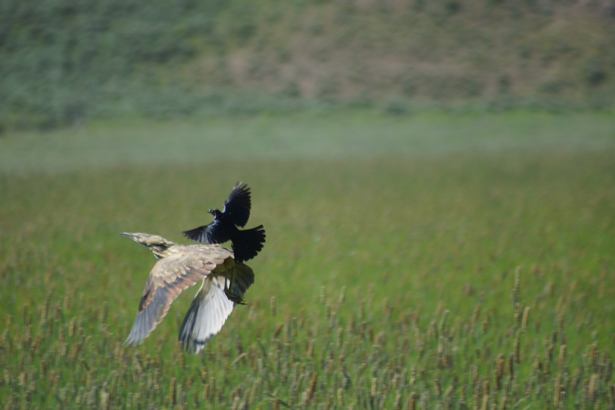 American Bittern - ML637577389