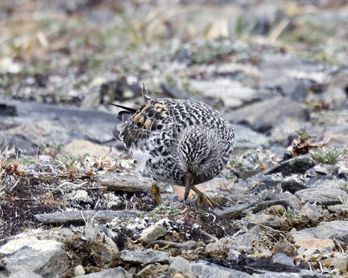 Surfbird - ML637577407