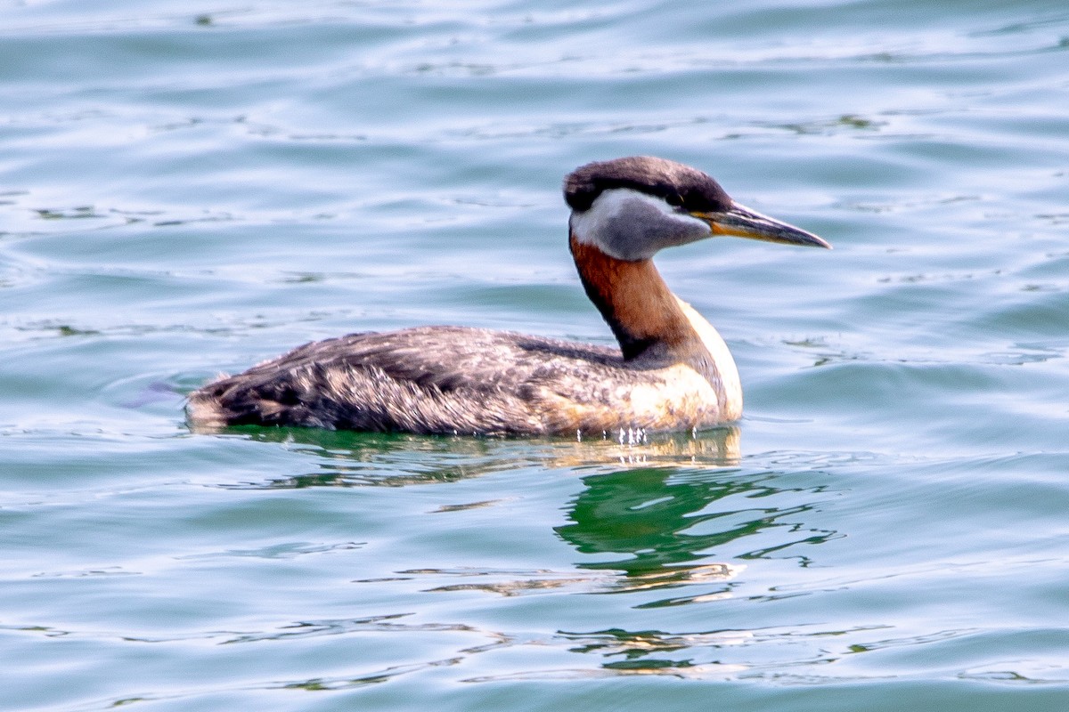 Red-necked Grebe - ML637577427