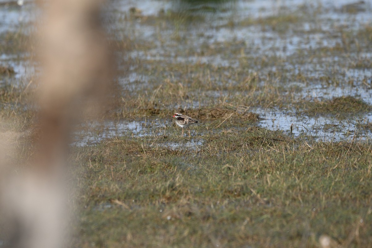 Black-fronted Dotterel - ML637577442