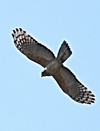 Pacific Baza - ML637577448