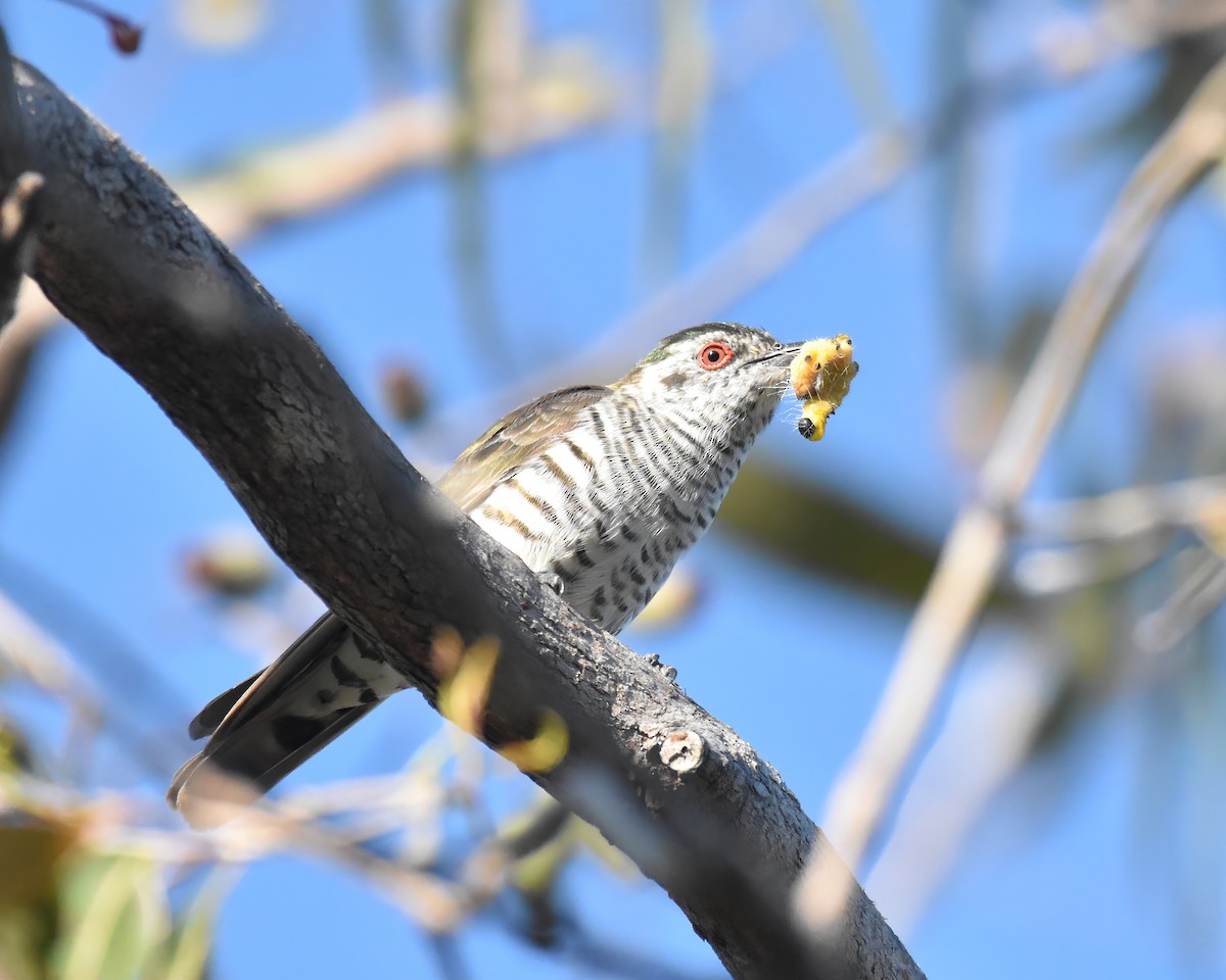 Little Bronze-Cuckoo - ML637577450