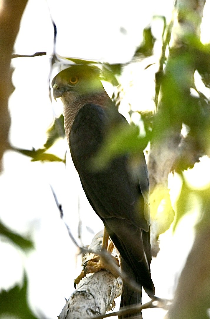 Collared Sparrowhawk - ML637577451
