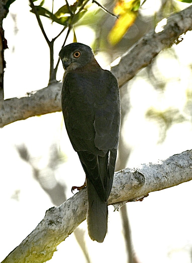 Collared Sparrowhawk - ML637577452