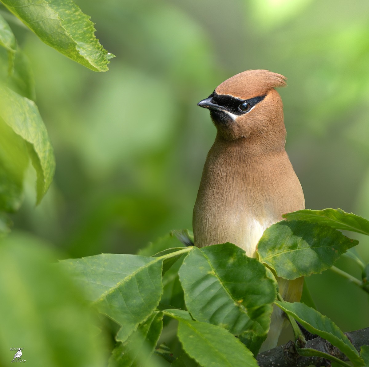 Cedar Waxwing - ML637577464