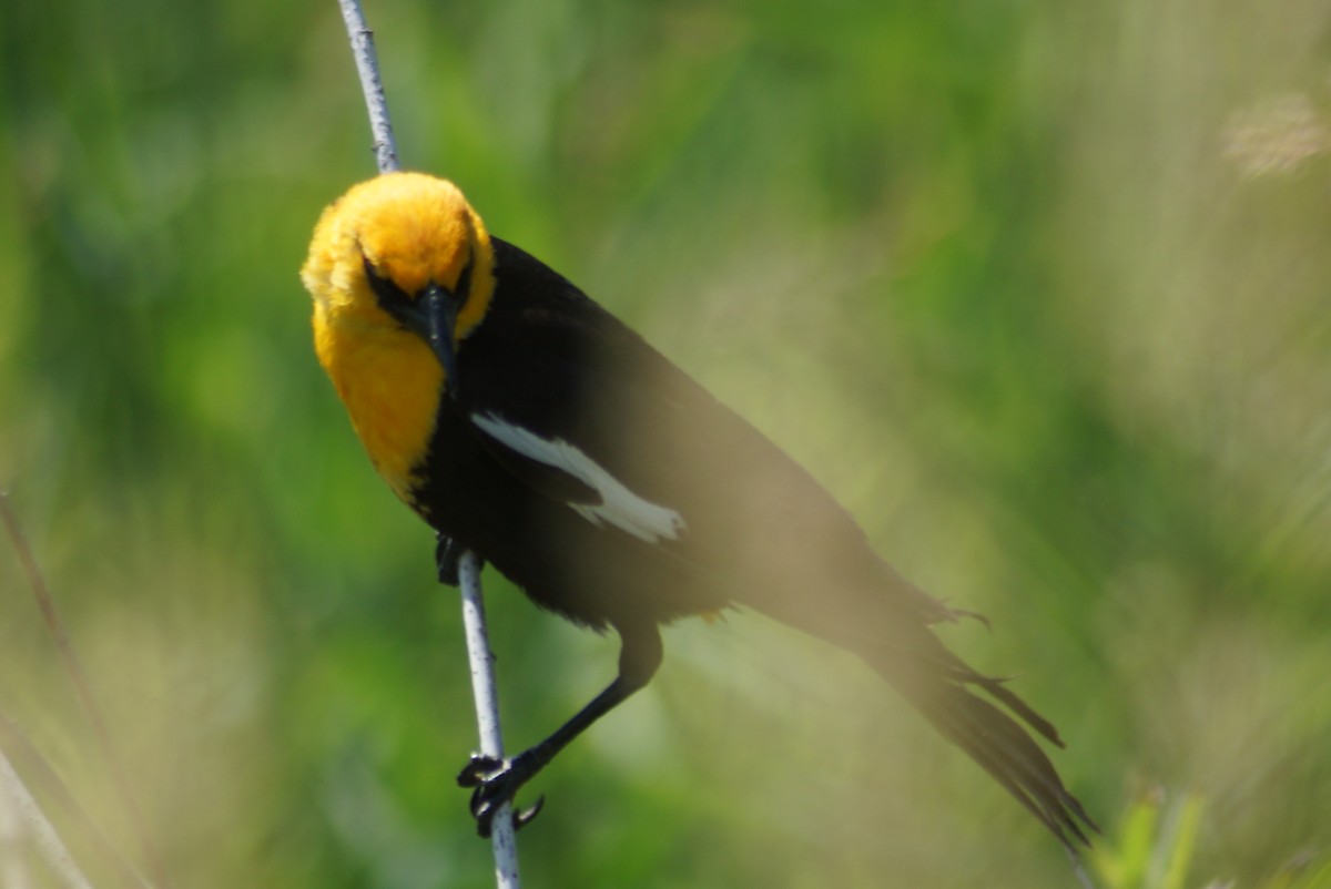 Yellow-headed Blackbird - ML637577466