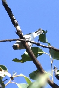 Rufous-throated Honeyeater - ML637577467