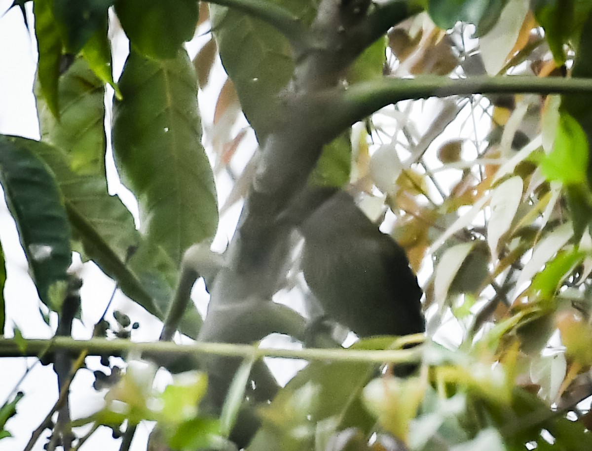 Bhutan Laughingthrush - ML637577476