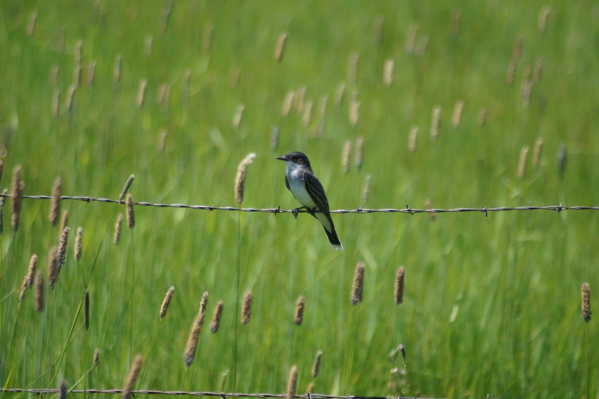 Eastern Kingbird - ML637577489
