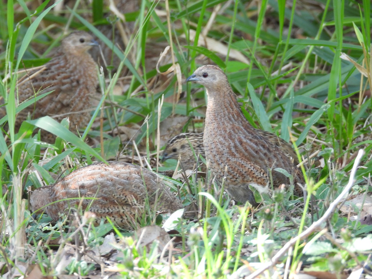 Brown Quail - ML637577553