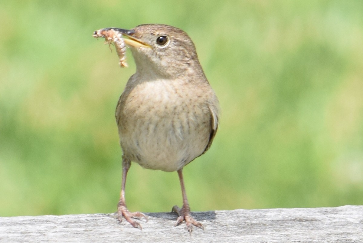 Northern House Wren - ML637577697